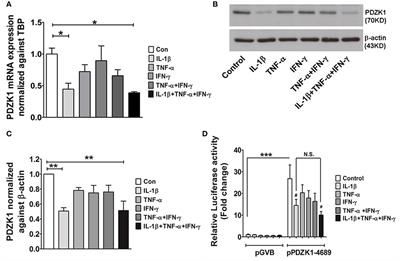 IL-1β-Induced Downregulation of the Multifunctional PDZ Adaptor PDZK1 Is Attenuated by ERK Inhibition, RXRα, or PPARα Stimulation in Enterocytes